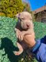 Pit bull štenci red nose lilac merle exo