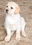 LABRADOR retriver, štenci šampionskog po