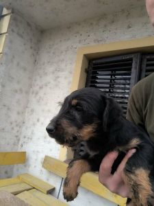 NLT - Nemački Lovni terijer