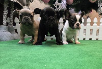 Štenci francuskog buldoga