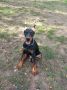 Doberman stenci