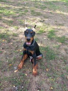 Doberman stenci