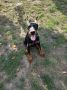 Doberman stenci
