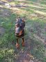Doberman stenci