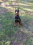 Doberman stenci