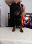 Doberman stenci