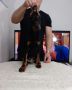 Doberman stenci