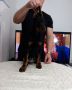 Doberman stenci