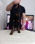 Doberman stenci
