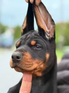 Doberman štenci, crni i braon