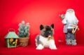 Americka Akita