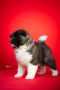 Americka Akita