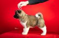 Americka Akita