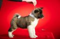 Americka Akita