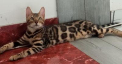 Bengalski Macici