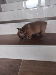 Francuski buldog muško štene