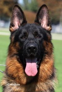 Nemački Ovčari ženska štenad