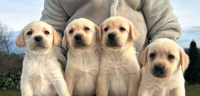 Labrador retriver