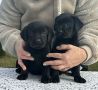 Labrador retriver