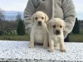Labrador retriver