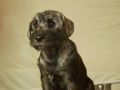 Srednji šnaucer, ženska štenad