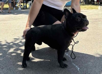 Francuski Buldog, mlad muzijak