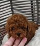 Odgajivacnica Hopy queen poodle