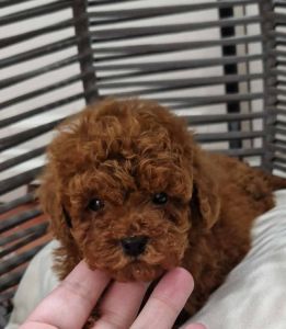 Odgajivacnica Hopy queen poodle