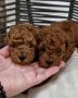 Odgajivacnica Hopy queen poodle