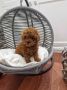 Odgajivacnica Hopy queen poodle
