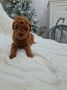 Odgajivacnica Hopy queen poodle