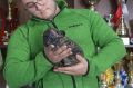 Francuski Buldog, vrhunskog porekla
