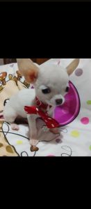 Mini civave