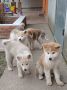 Japanska Akita štenci