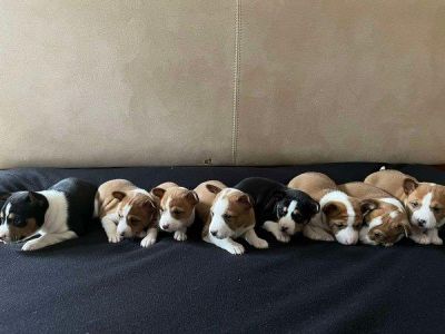 Basenji (Basendži) štenci crveno-beli i