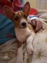 BASENJI štenci
