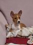BASENJI štenci