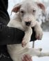 Dogo Argentino. zensko stene