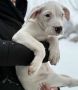 Dogo Argentino. zensko stene