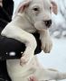 Dogo Argentino. zensko stene