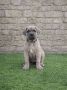 Cane Corso štenci