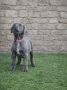 Cane Corso štenci