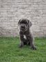 Cane Corso štenci