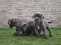 Cane Corso štenci