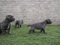 Cane Corso štenci