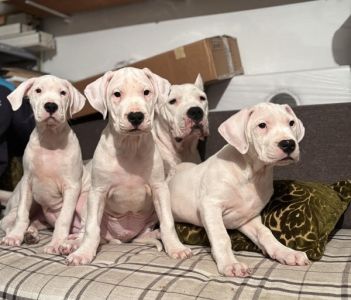 Dogo Argentino, štene