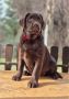 Labrador retriver čokoladni štenci