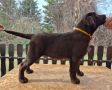 Labrador retriver čokoladni štenci