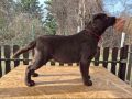 Labrador retriver čokoladni štenci