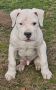 Dogo Argentino štenci